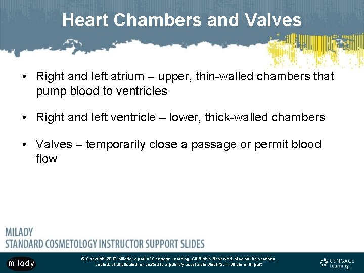 Heart Chambers and Valves • Right and left atrium – upper, thin-walled chambers that