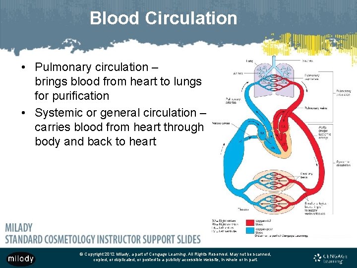 Blood Circulation • Pulmonary circulation – brings blood from heart to lungs for purification