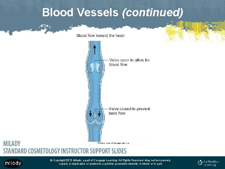 Blood Vessels (continued) © Copyright 2012 Milady, a part of Cengage Learning. All Rights