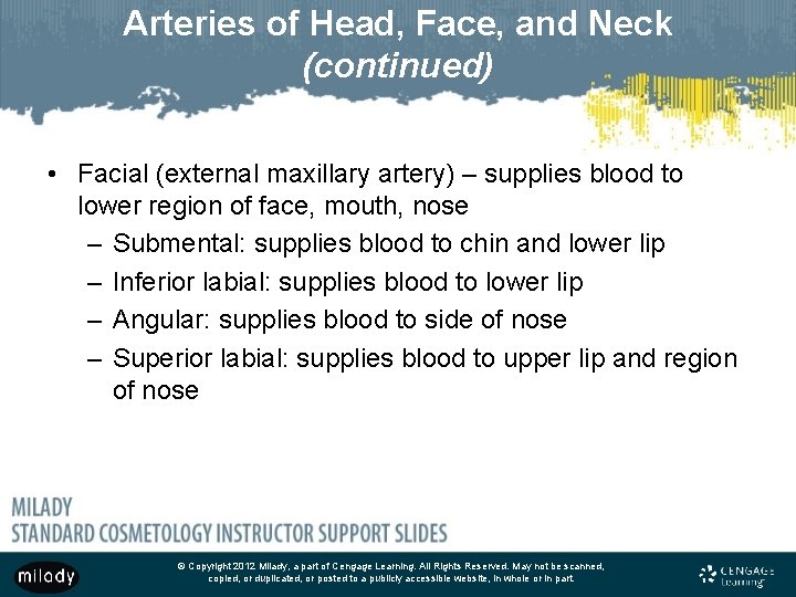 Arteries of Head, Face, and Neck (continued) • Facial (external maxillary artery) – supplies