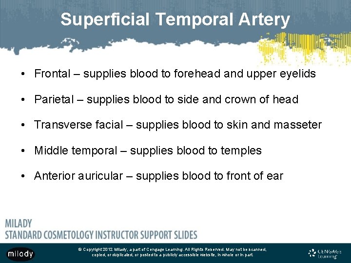 Superficial Temporal Artery • Frontal – supplies blood to forehead and upper eyelids •