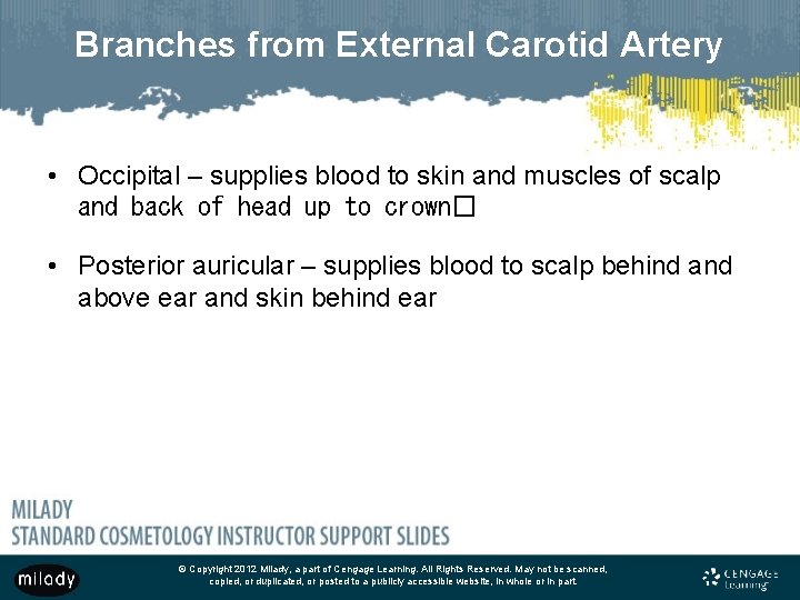 Branches from External Carotid Artery • Occipital – supplies blood to skin and muscles