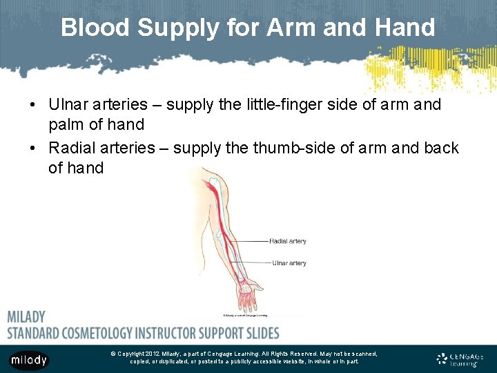 Blood Supply for Arm and Hand • Ulnar arteries – supply the little-finger side