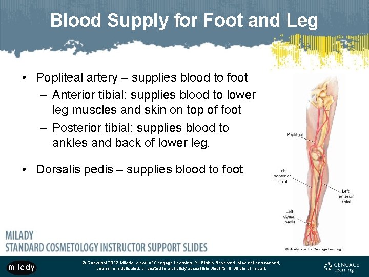 Blood Supply for Foot and Leg • Popliteal artery – supplies blood to foot