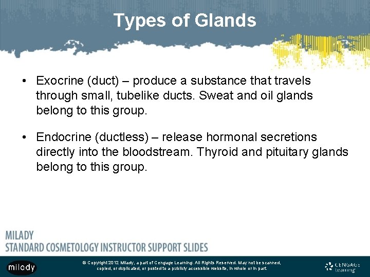 Types of Glands • Exocrine (duct) – produce a substance that travels through small,