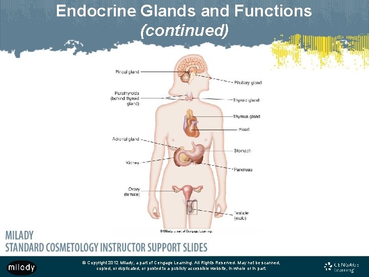 Endocrine Glands and Functions (continued) © Copyright 2012 Milady, a part of Cengage Learning.