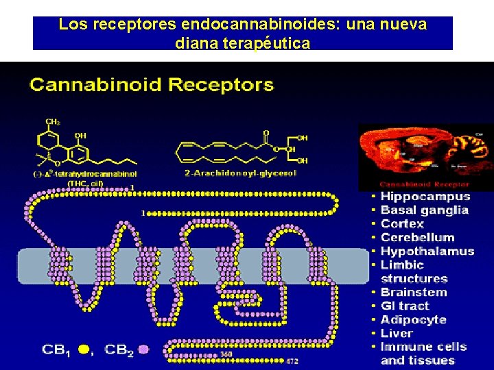 Los receptores endocannabinoides: una nueva diana terapéutica 