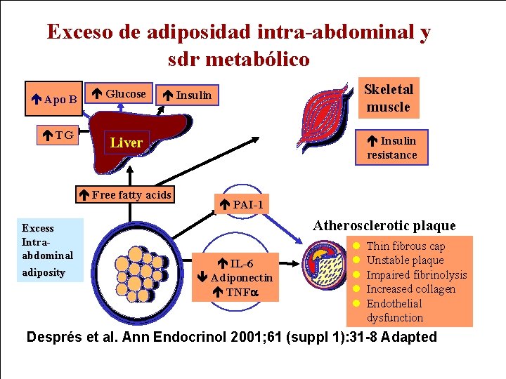 Exceso de adiposidad intra-abdominal y sdr metabólico Glucose Apo B TG Skeletal muscle Insulin