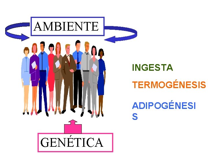 AMBIENTE INGESTA TERMOGÉNESIS ADIPOGÉNESI S GENÉTICA 