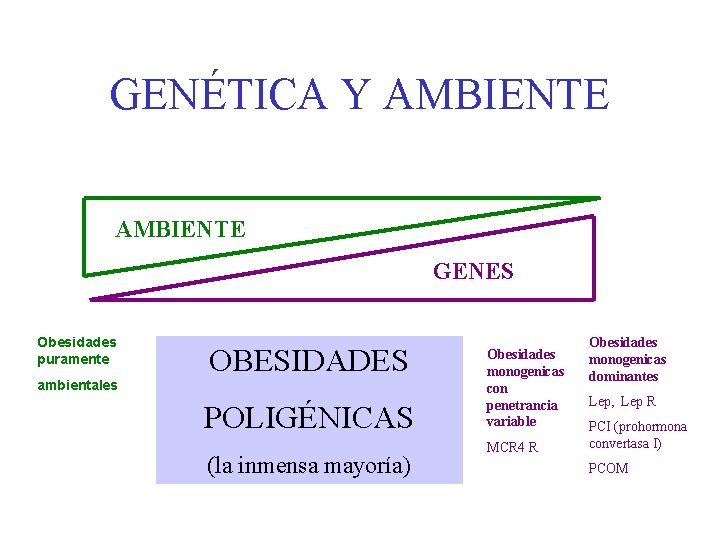 GENÉTICA Y AMBIENTE GENES Obesidades puramente OBESIDADES ambientales POLIGÉNICAS (la inmensa mayoría) Obesidades monogenicas