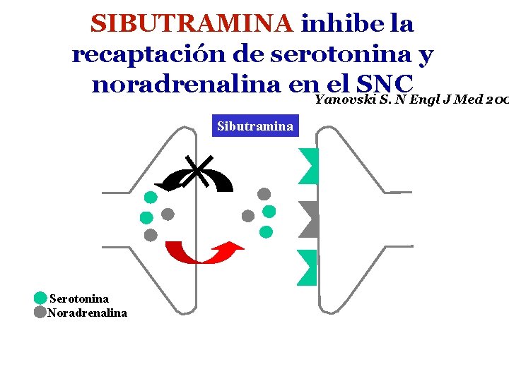 SIBUTRAMINA inhibe la recaptación de serotonina y noradrenalina en. Yanovski el SNC S. N