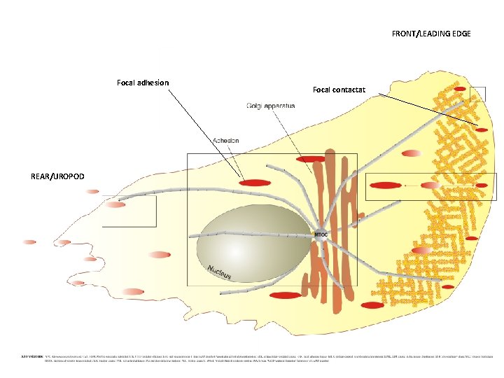 FRONT/LEADING EDGE Focal adhesion REAR/UROPOD Focal contactat 