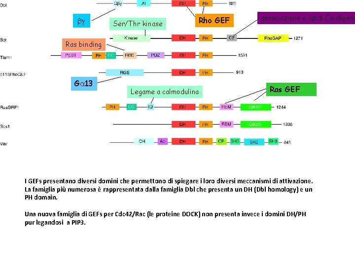 bg Ser/Thr kinase Rho GEF associazione a lipidi Ca-dipend Ras binding Ga 13 Legame