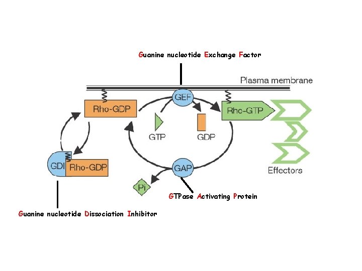 Guanine nucleotide Exchange Factor GTPase Activating Protein Guanine nucleotide Dissociation Inhibitor 