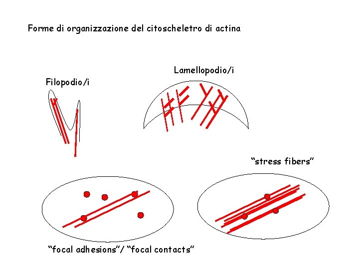 Forme di organizzazione del citoscheletro di actina Filopodio/i Lamellopodio/i “stress fibers” “focal adhesions”/ “focal