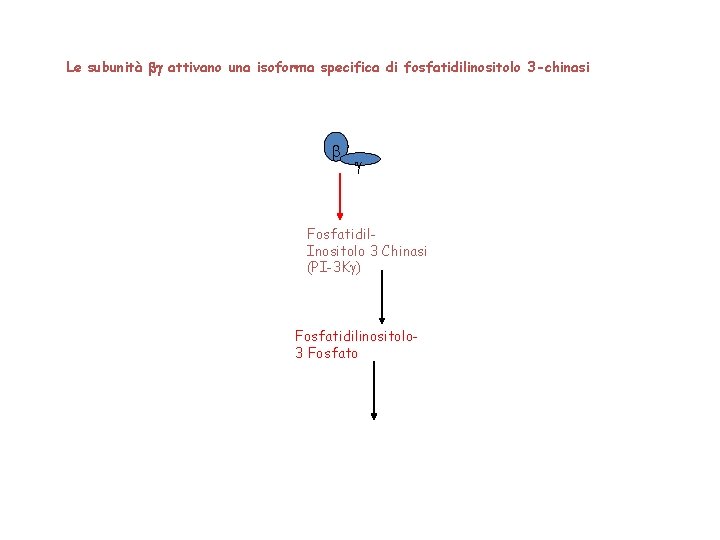Le subunità bg attivano una isoforma specifica di fosfatidilinositolo 3 -chinasi b g Fosfatidil.