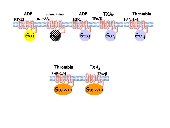 ADP P 2 Y 12 Gai Epinephrine a 2 A-AR Gaz Thrombin PAR-1/4 Ga