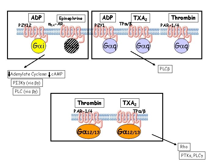 ADP P 2 Y 12 Epinephrine a 2 A-AR Gai ADP P 2 Y