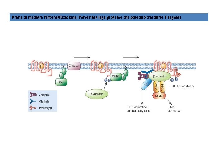 Prima di mediare l’internalizzazione, l’arrestina lega proteine che possono trasdurre il segnale 