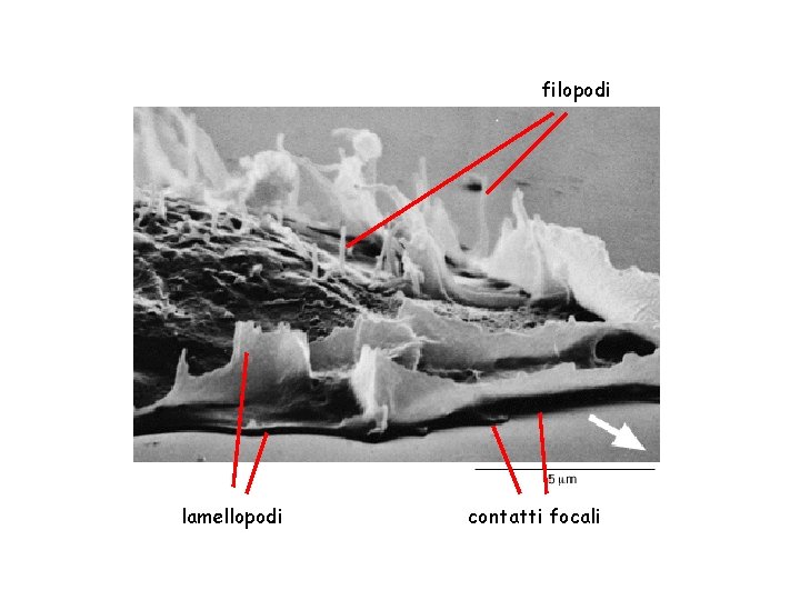 filopodi lamellopodi contatti focali 