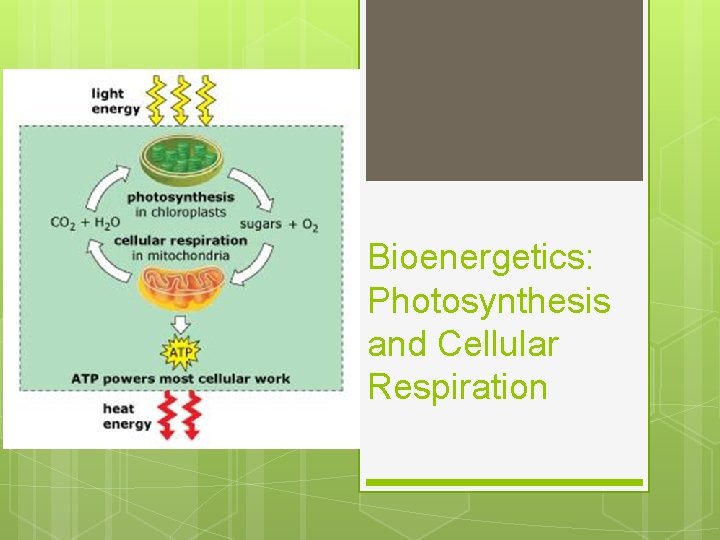 Bioenergetics: Photosynthesis and Cellular Respiration 