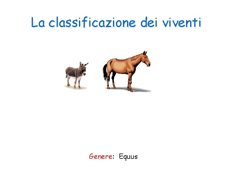 La classificazione dei viventi Genere: Equus 