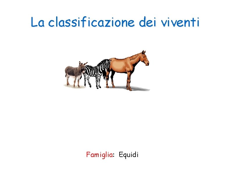 La classificazione dei viventi Famiglia: Equidi 