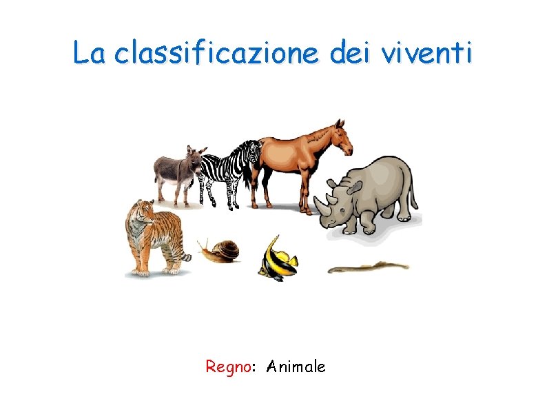 La classificazione dei viventi Regno: Animale 