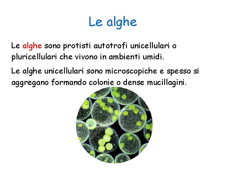 Le alghe sono protisti autotrofi unicellulari o pluricellulari che vivono in ambienti umidi. Le
