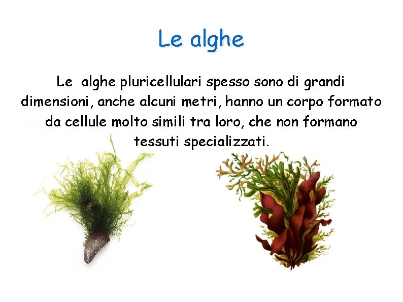 Le alghe pluricellulari spesso sono di grandi dimensioni, anche alcuni metri, hanno un corpo