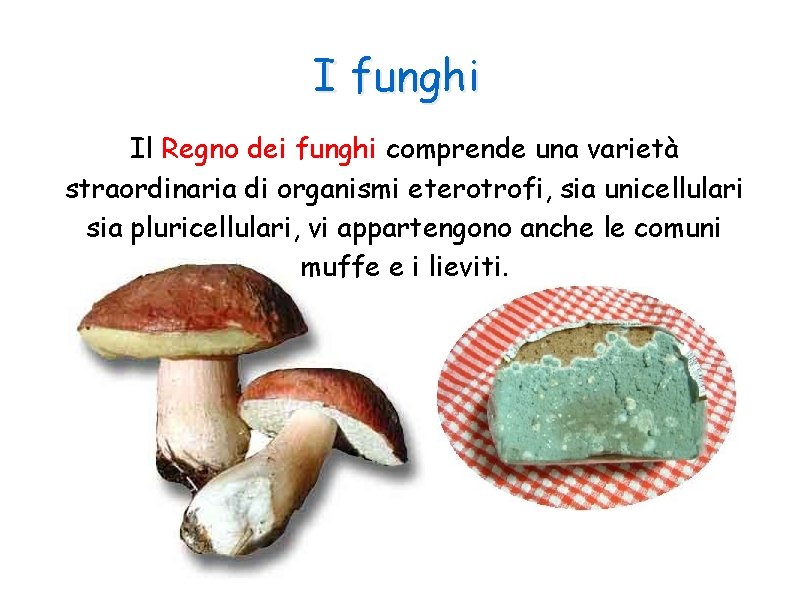 I funghi Il Regno dei funghi comprende una varietà straordinaria di organismi eterotrofi, sia