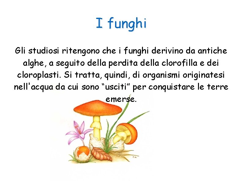 I funghi Gli studiosi ritengono che i funghi derivino da antiche alghe, a seguito