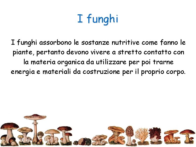 I funghi assorbono le sostanze nutritive come fanno le piante, pertanto devono vivere a