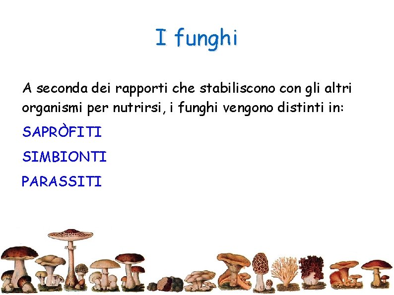 I funghi A seconda dei rapporti che stabiliscono con gli altri organismi per nutrirsi,