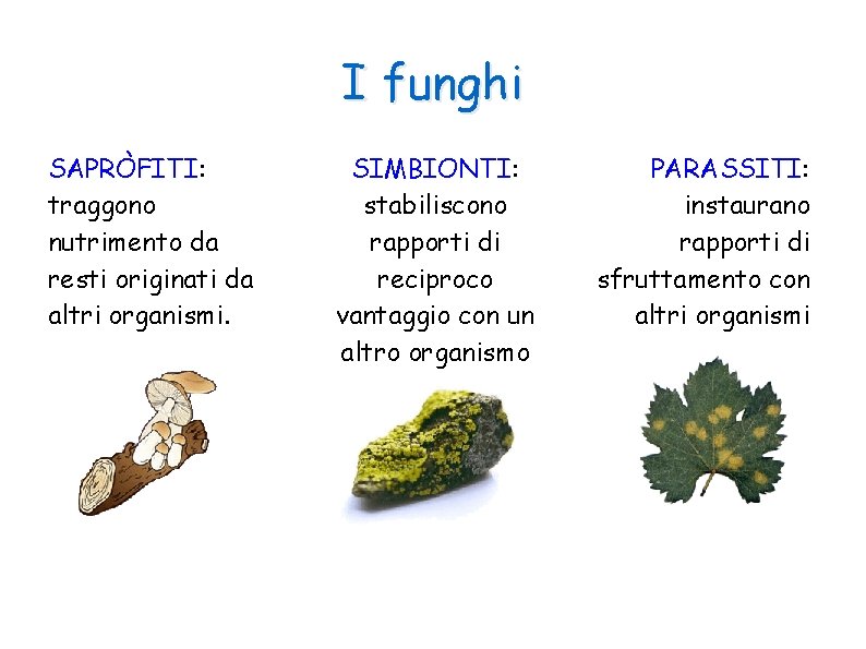 I funghi SAPRÒFITI: traggono nutrimento da resti originati da altri organismi. SIMBIONTI: stabiliscono rapporti