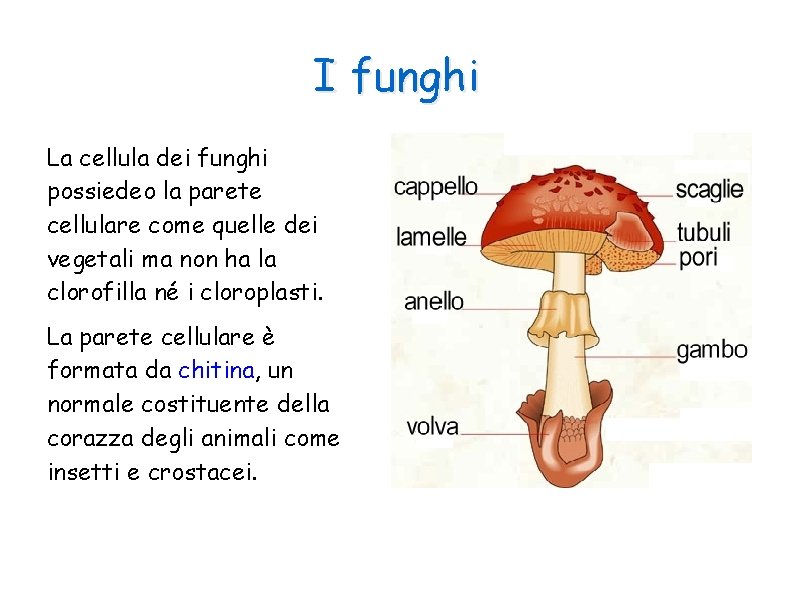 I funghi La cellula dei funghi possiedeo la parete cellulare come quelle dei vegetali