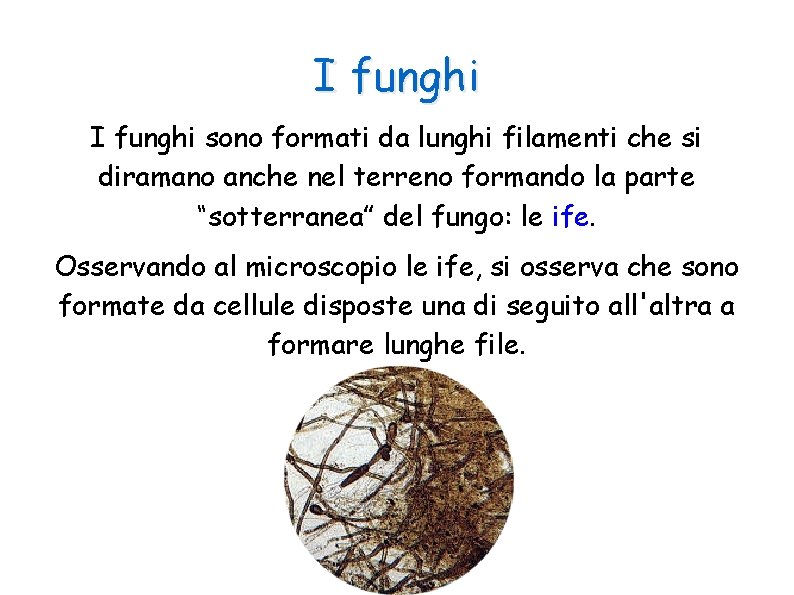 I funghi sono formati da lunghi filamenti che si diramano anche nel terreno formando