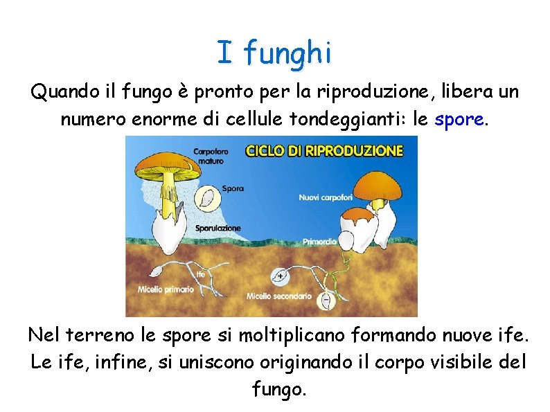 I funghi Quando il fungo è pronto per la riproduzione, libera un numero enorme