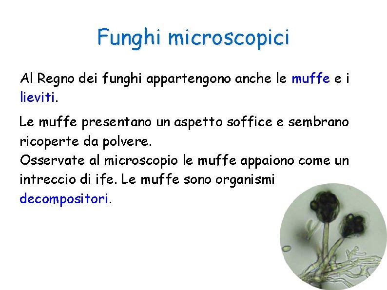 Funghi microscopici Al Regno dei funghi appartengono anche le muffe e i lieviti. Le