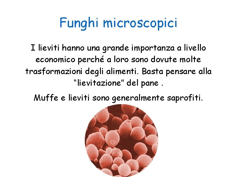 Funghi microscopici I lieviti hanno una grande importanza a livello economico perché a loro