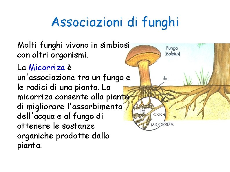 Associazioni di funghi Molti funghi vivono in simbiosi con altri organismi. La Micorriza è