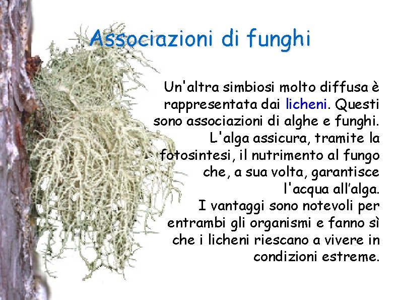 Associazioni di funghi Un'altra simbiosi molto diffusa è rappresentata dai licheni. Questi sono associazioni