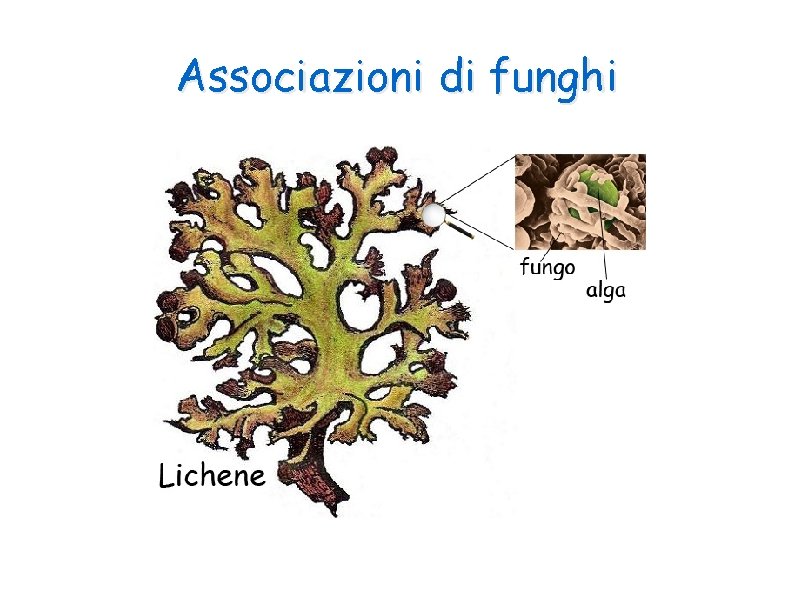 Associazioni di funghi 