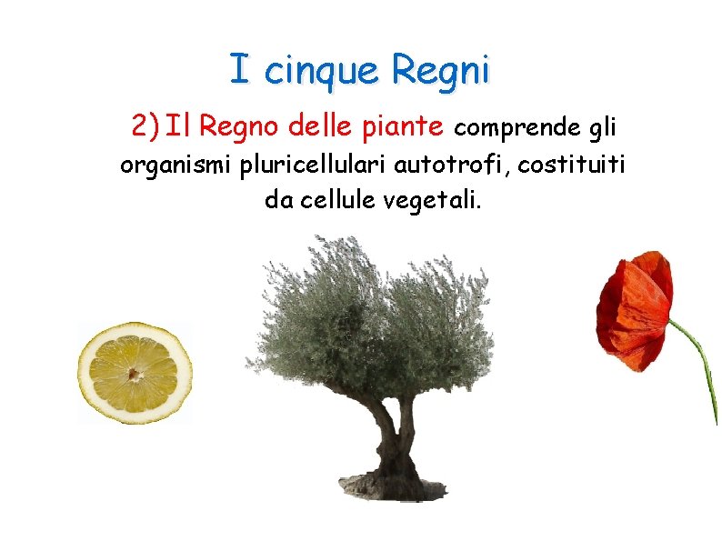 I cinque Regni 2) Il Regno delle piante comprende gli organismi pluricellulari autotrofi, costituiti