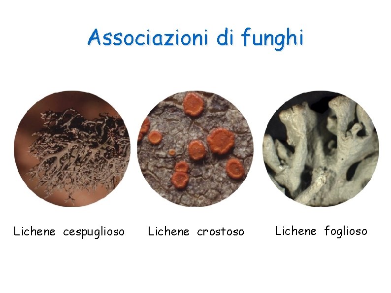 Associazioni di funghi Lichene cespuglioso Lichene crostoso Lichene foglioso 