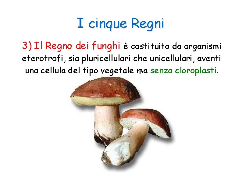 I cinque Regni 3) Il Regno dei funghi è costituito da organismi eterotrofi, sia