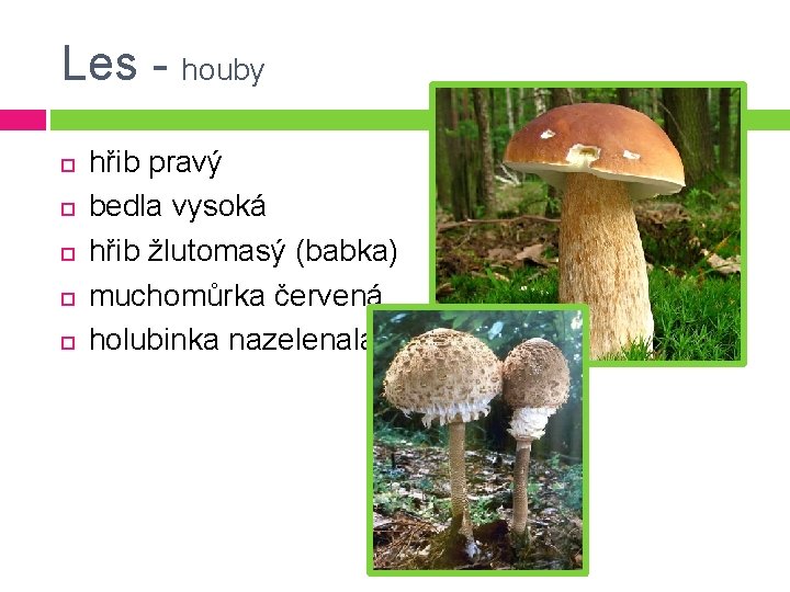 Les - houby hřib pravý bedla vysoká hřib žlutomasý (babka) muchomůrka červená holubinka nazelenalá