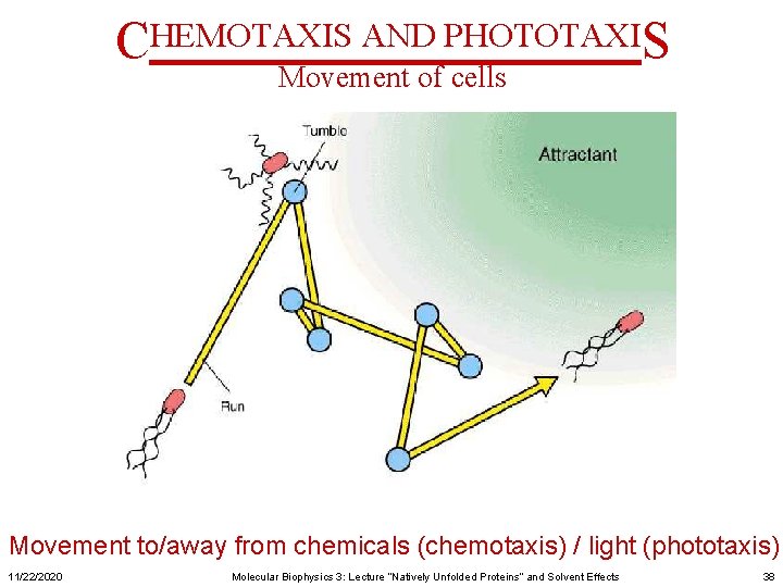 CHEMOTAXIS AND PHOTOTAXIS Movement of cells Movement to/away from chemicals (chemotaxis) / light (phototaxis)