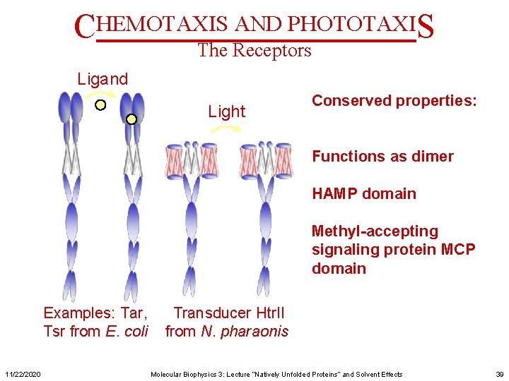 CHEMOTAXIS AND PHOTOTAXIS The Receptors Ligand Light Conserved properties: Functions as dimer HAMP domain