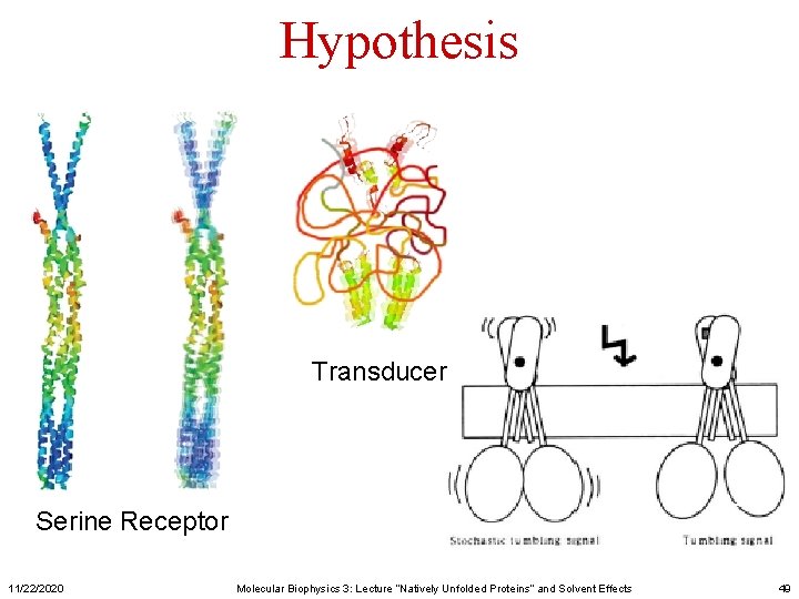 Hypothesis Transducer Serine Receptor 11/22/2020 Molecular Biophysics 3: Lecture “Natively Unfolded Proteins” and Solvent